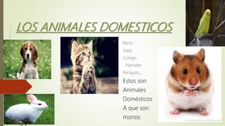 LOS ANIMALES DOMESTICOS
Perro
Gato
Conejo
Hámster
Periquito…
Estos son
Animales
Domésticos
A que son
monos
 