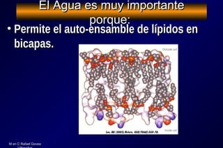 M en C Rafael GoveaM en C Rafael Govea
El Agua es muy importanteEl Agua es muy importante
porque:porque:
• Permite el auto-ensamble de lípidos enPermite el auto-ensamble de lípidos en
bicapas.bicapas.
 