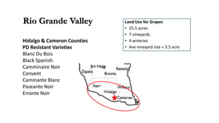 Rio Grande Valley Land Use for Grapes
• 25.5 acres
• 7 vineyards
• 4 wineries
• Ave vineyard size = 3.5 acre
Hidalgo & Cameron Counties
PD Resistant Varieties
Blanc Du Bois
Black Spanish
Camminaire Noir
Convent
Caminante Blanc
Paseante Noir
Errante Noir
 