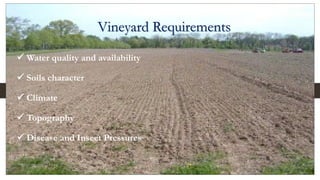 Vineyard Requirements
 Water quality and availability
 Soils character
 Climate
 Topography
 Disease and Insect Pressures
 