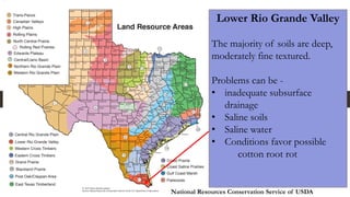 Lower Rio Grande Valley
The majority of soils are deep,
moderately fine textured.
Problems can be -
• inadequate subsurface
drainage
• Saline soils
• Saline water
• Conditions favor possible
cotton root rot
National Resources Conservation Service of USDA
 