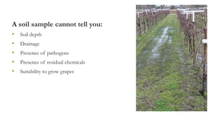 A soil sample cannot tell you:
• Soil depth
• Drainage
• Presence of pathogens
• Presence of residual chemicals
• Suitability to grow grapes
 