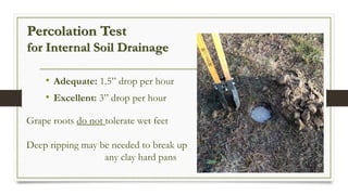 Percolation Test
for Internal Soil Drainage
• Adequate: 1.5” drop per hour
• Excellent: 3” drop per hour
Grape roots do not tolerate wet feet
Deep ripping may be needed to break up
any clay hard pans
 