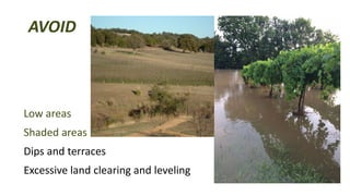 AVOID
Low areas
Shaded areas
Dips and terraces
Excessive land clearing and leveling
 