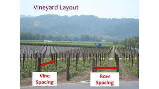 Row
Spacing
Vine
Spacing
Vineyard Layout
 