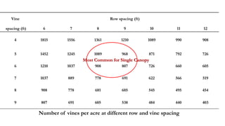 Vine Row spacing (ft)
spacing (ft) 6 7 8 9 10 11 12
4 1815 1556 1361 1210 1089 990 908
5 1452 1245 1089 968 871 792 726
6 1210 1037 908 807 726 660 605
7 1037 889 778 691 622 566 519
8 908 778 681 605 545 495 454
9 807 691 605 538 484 440 403
Number of vines per acre at different row and vine spacing
Most Common for Single Canopy
Calculated by: 43,560 divided by [row spacing (ft) x vine spacing (ft)]
 