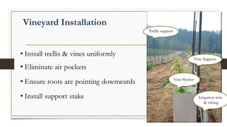 Vineyard Installation
• Install trellis & vines uniformly
• Eliminate air pockets
• Ensure roots are pointing downwards
• Install support stake Irrigation wire
& tubing
Vine Shelter
Trellis support
Vine Support
 