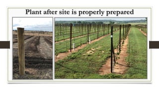 Plant after site is properly prepared
 