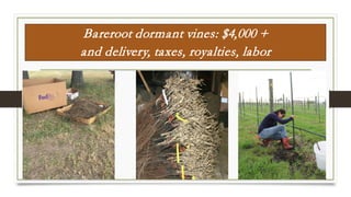 Vine orders
Bareroot dormant vines: $4,000 +
and delivery, taxes, royalties, labor
 