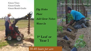 Dig Holes
Plant
Add Grow Tubes
Water In
1st Leaf or
Year 1
30-40 hours per acre
Plant before temperature heats up
Green Vines
Green Grafts
Green Bench Grafts
 