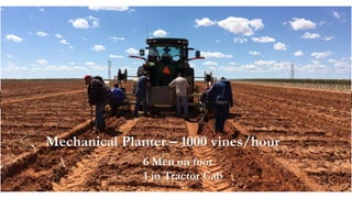 Mechanical Planter – 1000 vines/hour
6 Men on foot
1 in Tractor Cab
 