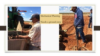 Mechanical Planting
Needs a ground crew
 