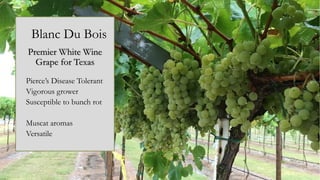 Blanc Du Bois
Premier White Wine
Grape for Texas
Pierce’s Disease Tolerant
Vigorous grower
Susceptible to bunch rot
Muscat aromas
Versatile
 