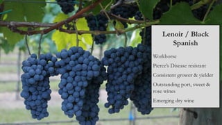 Lenoir / Black
Spanish
Workhorse
Pierce’s Disease resistant
Consistent grower & yielder
Outstanding port, sweet &
rose wines
Emerging dry wine
 