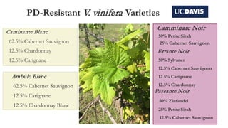 PD-Resistant V. vinifera Varieties
Camminare Noir
50% Petite Sirah
25% Cabernet Sauvignon
Paseante Noir
50% Zinfandel
25% Petite Sirah
12.5% Cabernet Sauvignon
Errante Noir
50% Sylvaner
12.5% Cabernet Sauvignon
12.5% Carignane
12.5% Chardonnay
Ambulo Blanc
62.5% Cabernet Sauvignon
12.5% Carignane
12.5% Chardonnay Blanc
Caminante Blanc
62.5% Cabernet Sauvignon
12.5% Chardonnay
12.5% Carignane
 