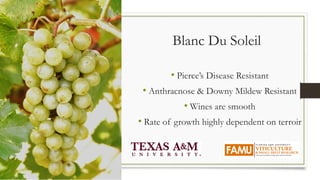 Blanc Du Soleil
• Pierce’s Disease Resistant
• Anthracnose & Downy Mildew Resistant
• Wines are smooth
• Rate of growth highly dependent on terroir
 