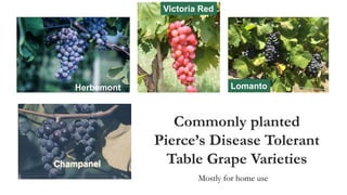 Commonly planted
Pierce’s Disease Tolerant
Table Grape Varieties
Herbemont
Victoria Red
Lomanto
Mostly for home use
 