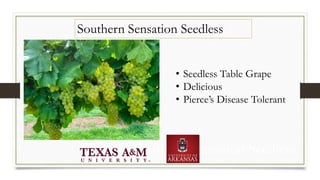 Southern Sensation Seedless
Southern Sensation Seedless
• Seedless Table Grape
• Delicious
• Pierce’s Disease Tolerant
 