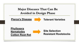 Major Diseases That Can Be
Avoided in Design Phase
Phylloxera
Nematodes
Cotton Root Rot
Tolerant Varieties
Site Selection
Resistant Rootstocks
Pierce’s Disease
 