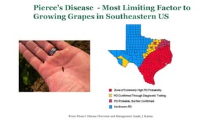 From: Pierce’s Disease Overview and Management Guide, J. Kamas
Pierce’s Disease - Most Limiting Factor to
Growing Grapes in Southeastern US
 