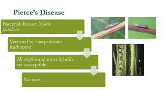 From: Pierce’s Disease Overview and Management Guide, J. Kamas
Pierce’s Disease
Bacterial disease: Xylella
fastidiosa
Vectored by sharpshooter
leafhopper
All vinifera and most hybrids
are susceptible
No cure
 