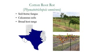 Cotton Root Rot
(Phymatotrichopsis omnivora)
• Soil-borne fungus
• Calcareous soils
• Broad host range
 
