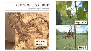 COTTON ROOT ROT
Phymatotrichopsis omnivora
Day 7
Infected
Roots
Day 1 to 2
 