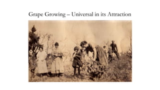 Grape Growing – Universal in its Attraction
 