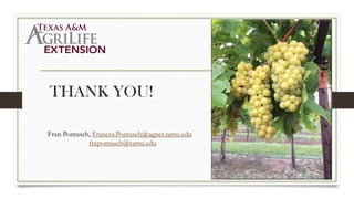 THANK YOU!
Fran Pontasch, Frances.Pontasch@agnet.tamu.edu
fmpontasch@tamu.edu
 