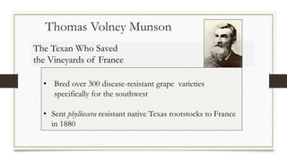 The Texan Who Saved
the Vineyards of France
Thomas Volney Munson
• Bred over 300 disease-resistant grape varieties
specifically for the southwest
• Sent phylloxera resistant native Texas rootstocks to France
in 1880
 