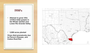 1950’s
• Attempt to grow Vitis
vinifera table grapes in
the Winter Garden and
Lower Rio Grande Valley
• 3,000 acres planted
Vines died prematurely due
to Pierce’s Disease, and
Cotton Root Rot
 