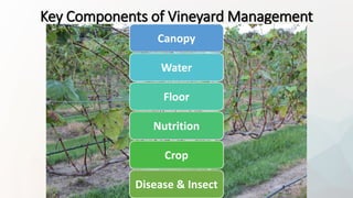 Key Components of Vineyard Management
Canopy
Water
Floor
Nutrition
Crop
Disease & Insect
 