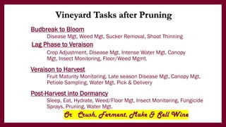 Budbreak to Bloom
Disease Mgt, Weed Mgt, Sucker Removal, Shoot Thinning
Lag Phase to Veraison
Crop Adjustment, Disease Mgt, Intense Water Mgt, Canopy
Mgt, Insect Monitoring, Floor/Weed Mgmt.
Veraison to Harvest
Fruit Maturity Monitoring, Late season Disease Mgt, Canopy Mgt,
Petiole Sampling, Water Mgt, Pick & Delivery
Post-Harvest into Dormancy
Sleep, Eat, Hydrate, Weed/Floor Mgt, Insect Monitoring, Fungicide
Sprays, Pruning, Water Mgt.
Or Crush, Ferment, Make & Sell Wine
Vineyard Tasks after Pruning
 