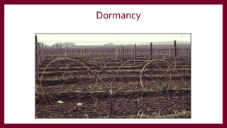 Dormancy
 