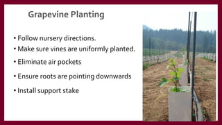 Grapevine Planting
• Follow nursery directions.
• Make sure vines are uniformly planted.
• Eliminate air pockets
• Ensure roots are pointing downwards
• Install support stake
 