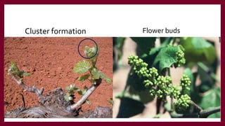 Flower buds
Cluster formation
 