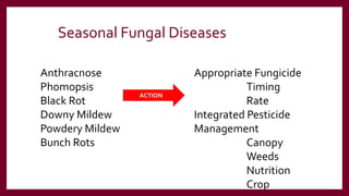 Seasonal Fungal Diseases
ACTION
Appropriate Fungicide
Timing
Rate
Integrated Pesticide
Management
Canopy
Weeds
Nutrition
Crop
Anthracnose
Phomopsis
Black Rot
Downy Mildew
Powdery Mildew
Bunch Rots
 