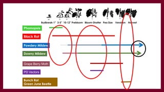 Phomopsis
Black Rot
Powdery Mildew
Downy Mildew
Bunch Rot
Green June Beetle
Budbreak-1” 3-5” 10-12” Prebloom Bloom-Shatter Pea Size Veraison Harvest
PD Vectors
Grape Berry Moth
 