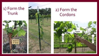 1) Form the
Trunk
Lateral
Tipped
Lateral
REMOVE
AT BASE
2) Form the
Cordons
 