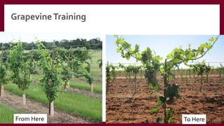 GrapevineTraining
From Here To Here
 