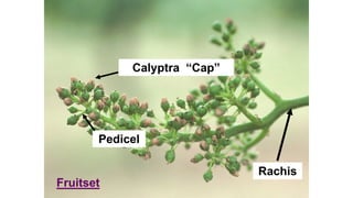 Rachis
Pedicel
Calyptra “Cap”
Fruitset
 