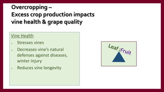 Overcropping –
Excess crop production impacts
vine health & grape quality
Vine Health
o Stresses vines
o Decreases vine’s natural
defenses against diseases,
winter injury
o Reduces vine longevity
 