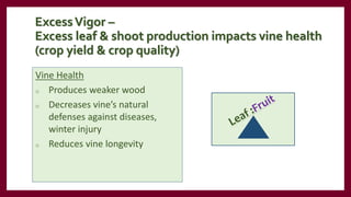 ExcessVigor –
Excess leaf & shoot production impacts vine health
(crop yield & crop quality)
Vine Health
o Produces weaker wood
o Decreases vine’s natural
defenses against diseases,
winter injury
o Reduces vine longevity
 