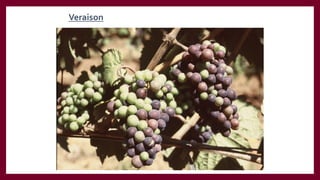 Veraison
 