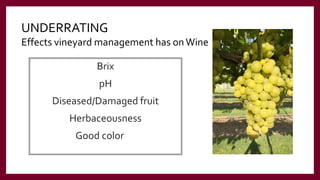 Brix
pH
Diseased/Damaged fruit
Herbaceousness
Good color
UNDERRATING
Effects vineyard management has onWine
 