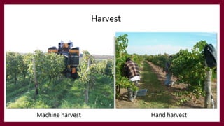 Skilled Unskilled
Harvest
Machine harvest Hand harvest
 