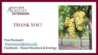 THANK YOU!
Fran Pontasch
fmpontasch@tamu.edu
Facebook –TexasViticulture & Enology
 