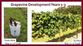 Grapevine DevelopmentYears 1-3
From Here To Here
Year 1 = 1st Leaf Year 3 = 3rd Leaf
 