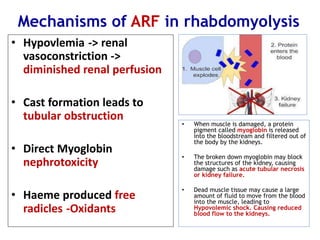 Mechanisms of ARF in rhabdomyolysis
• Hypovlemia -> renal
vasoconstriction ->
diminished renal perfusion
• Cast formation leads to
tubular obstruction
• Direct Myoglobin
nephrotoxicity
• Haeme produced free
radicles -Oxidants
• When muscle is damaged, a protein
pigment called myoglobin is released
into the bloodstream and filtered out of
the body by the kidneys.
• The broken down myoglobin may block
the structures of the kidney, causing
damage such as acute tubular necrosis
or kidney failure.
• Dead muscle tissue may cause a large
amount of fluid to move from the blood
into the muscle, leading to
Hypovolemic shock. Causing reduced
blood flow to the kidneys.
 