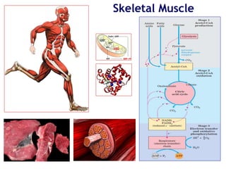Skeletal Muscle
 